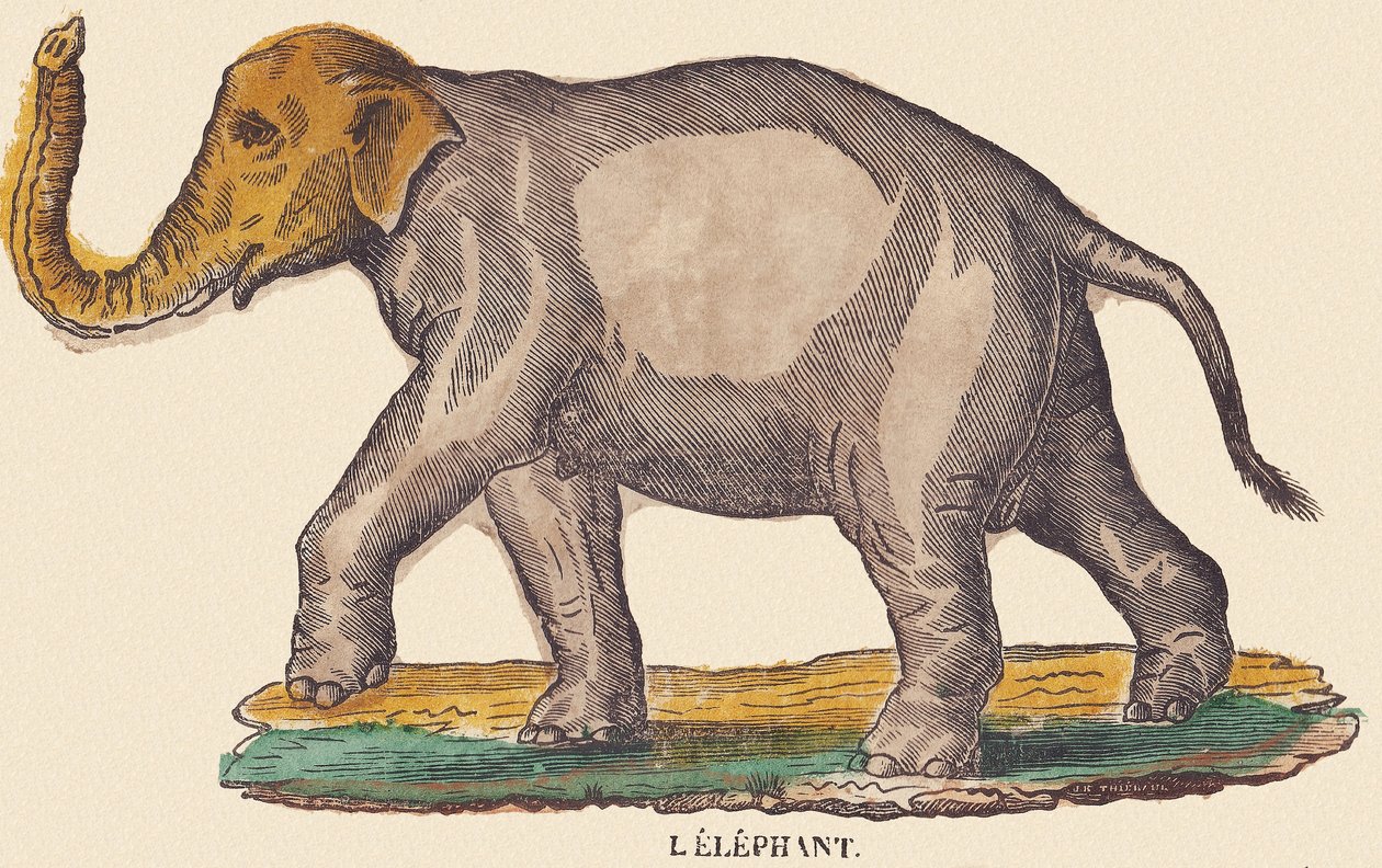 Elefanten, ca. 1840-1852 (litografi) af Jean Baptiste Thiebault