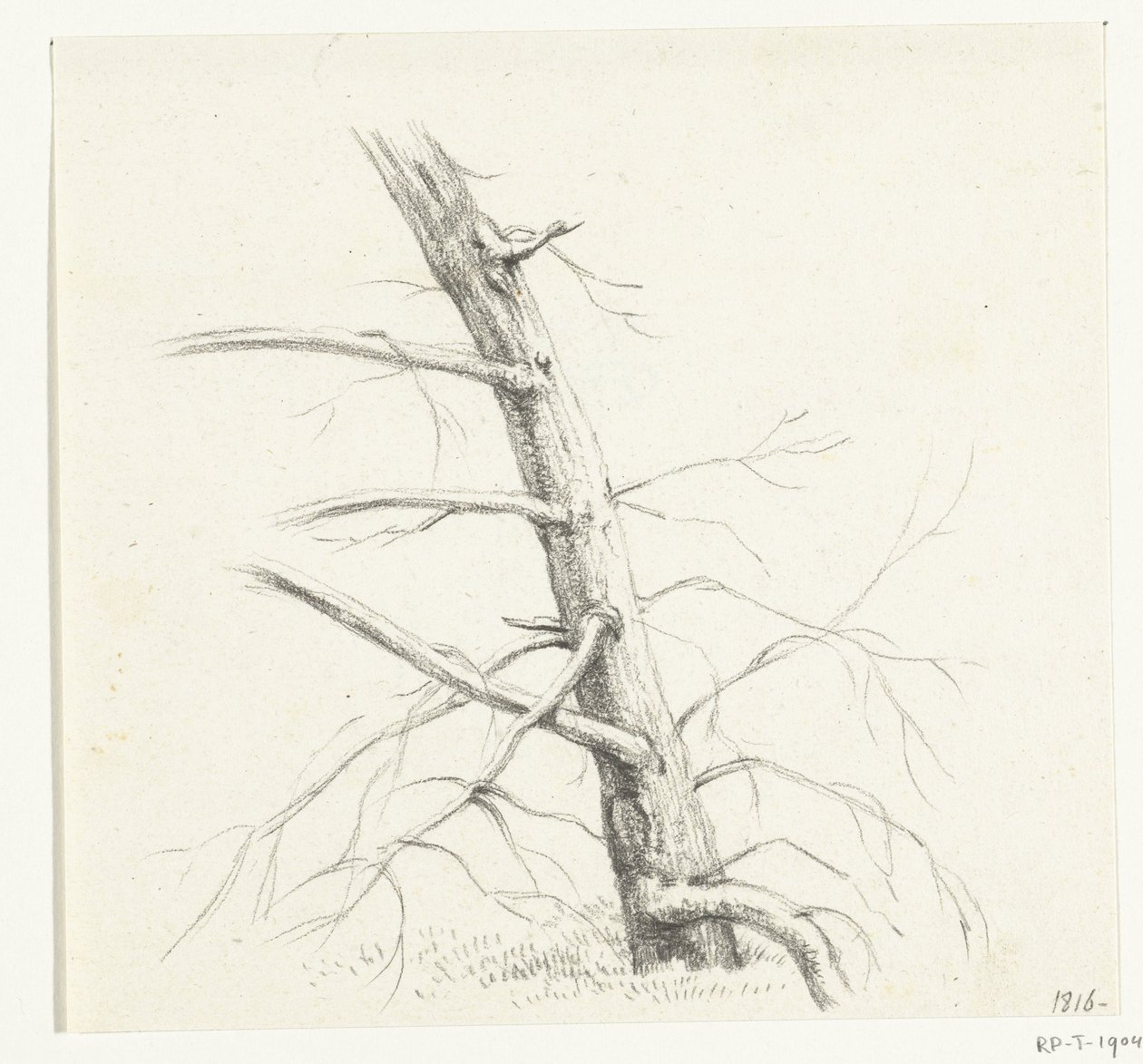 Studie af et træ af Jean Bernard