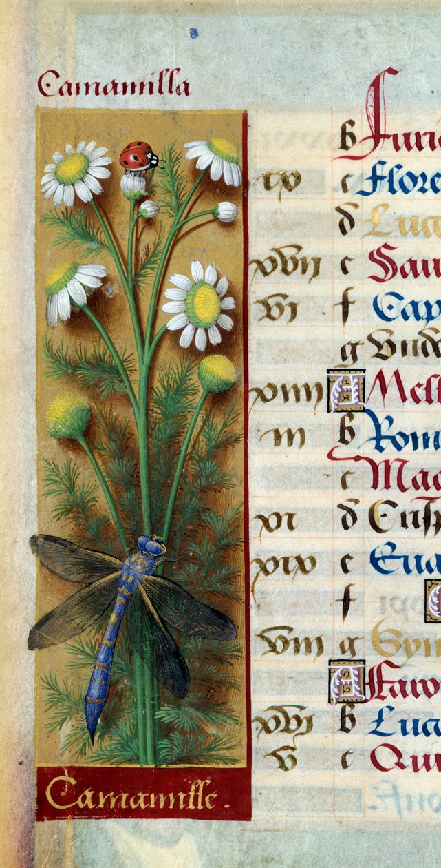 Botanisk: kamille med mariehøne og guldsmede. Miniature fra "" Les grandes Hours d