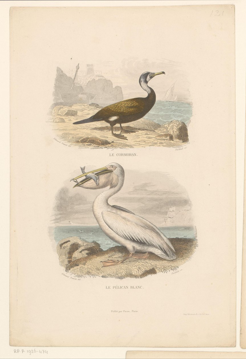 Skarv og hvid pelikan Le cormoran (titel på objekt) Le Pelican blanc (titel på objekt) af Jean Charles Pardinel