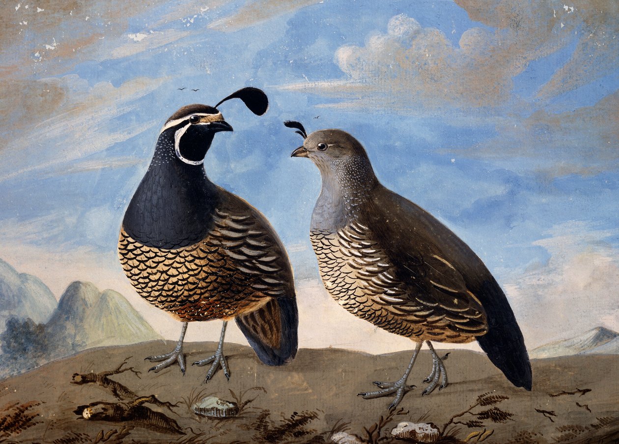 Par californiske agerhøns, akvarel af Prevost, fra minutters rejse lavet af Jean-Francois de Galaup de La Perouse (1741-1788) mellem 1785 og 1788 af Jean Francois de Galaup de La Perouse