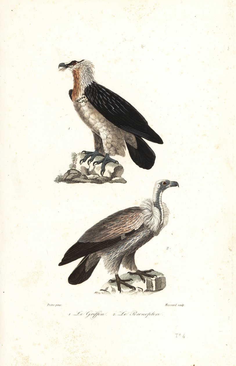 Skægørn og Eurasien griffon. af Jean Gabriel (after) Pretre