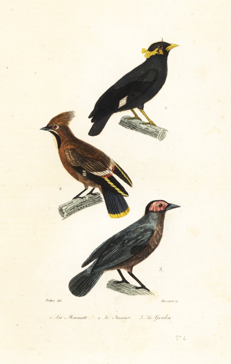 Hill myna, bøhmisk voksvinge og coleto. af Jean Gabriel (after) Pretre