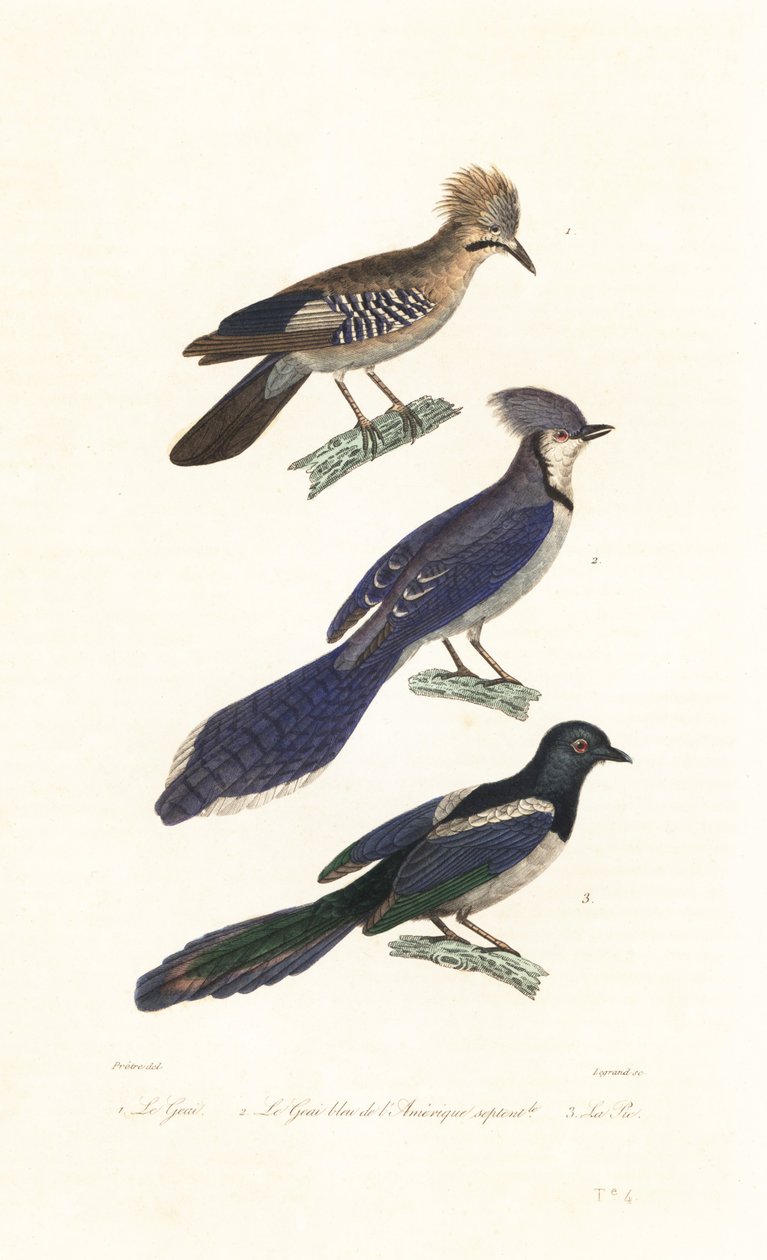 Jay, blue jay og magpie. af Jean Gabriel (after) Pretre