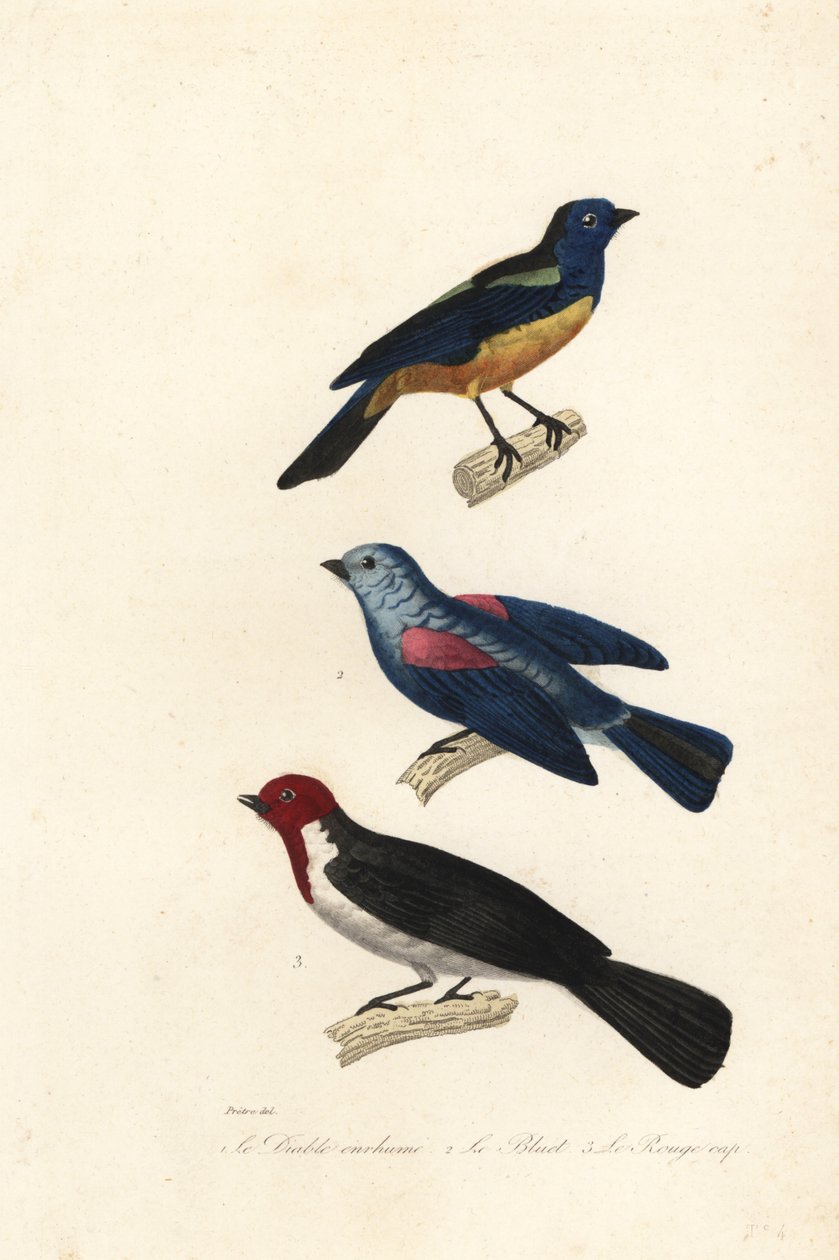Turkis tanager, blå-grå tanager og rødhåret kardinal. af Jean Gabriel (after) Pretre