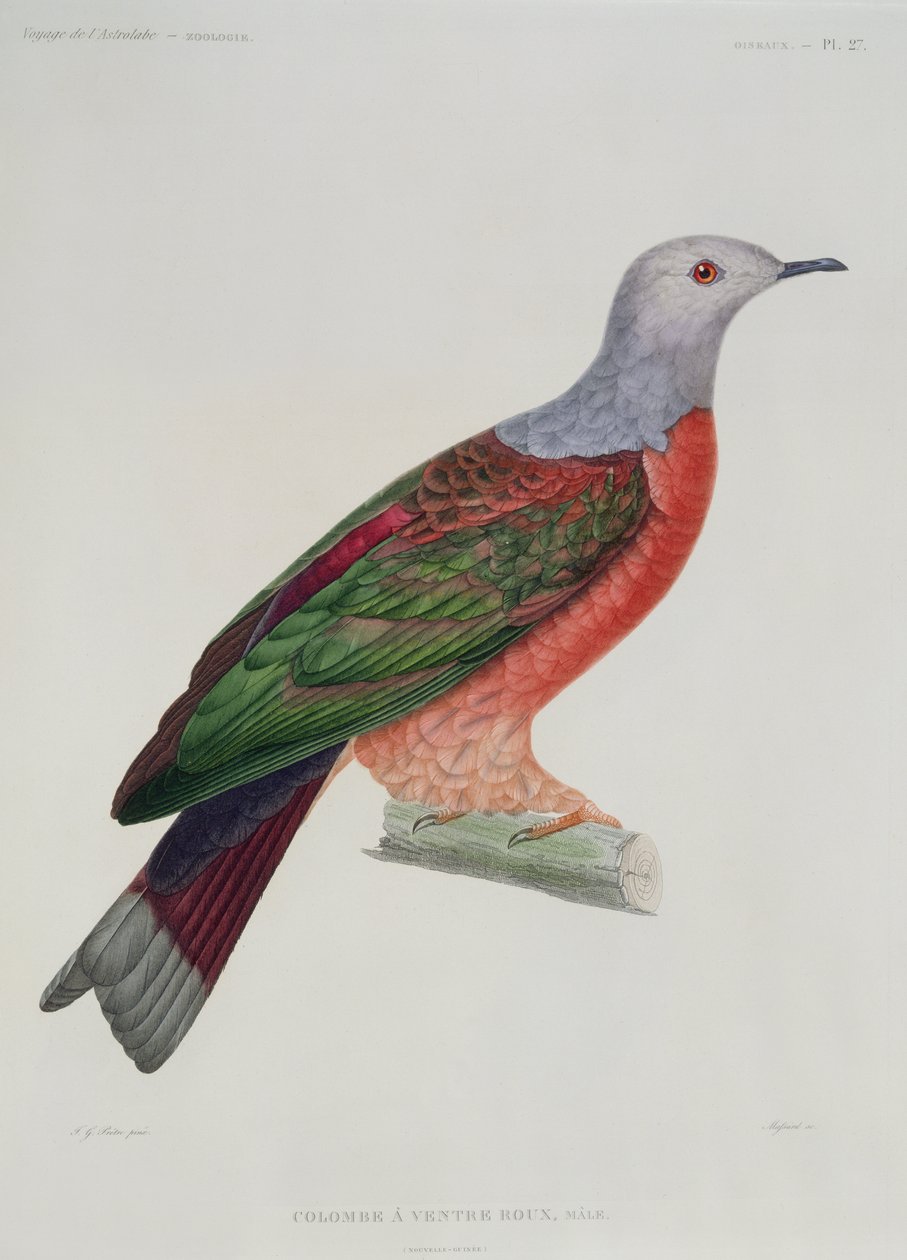 The Bleeding Heart Dove, illustration fra 