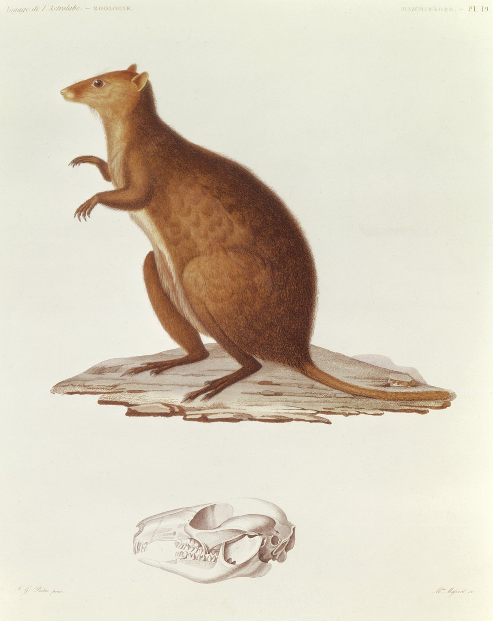 Wallaby eller korthalede kænguru (setonix brachyrus) illustration fra Voyage de la Corvette lAstrolabe Pendant les Annes 1826-29 af Jules Sebastien Cesar Dumont dUrville (1790-1842) 1830-35 (engr. af Jean Gabriel Pretre