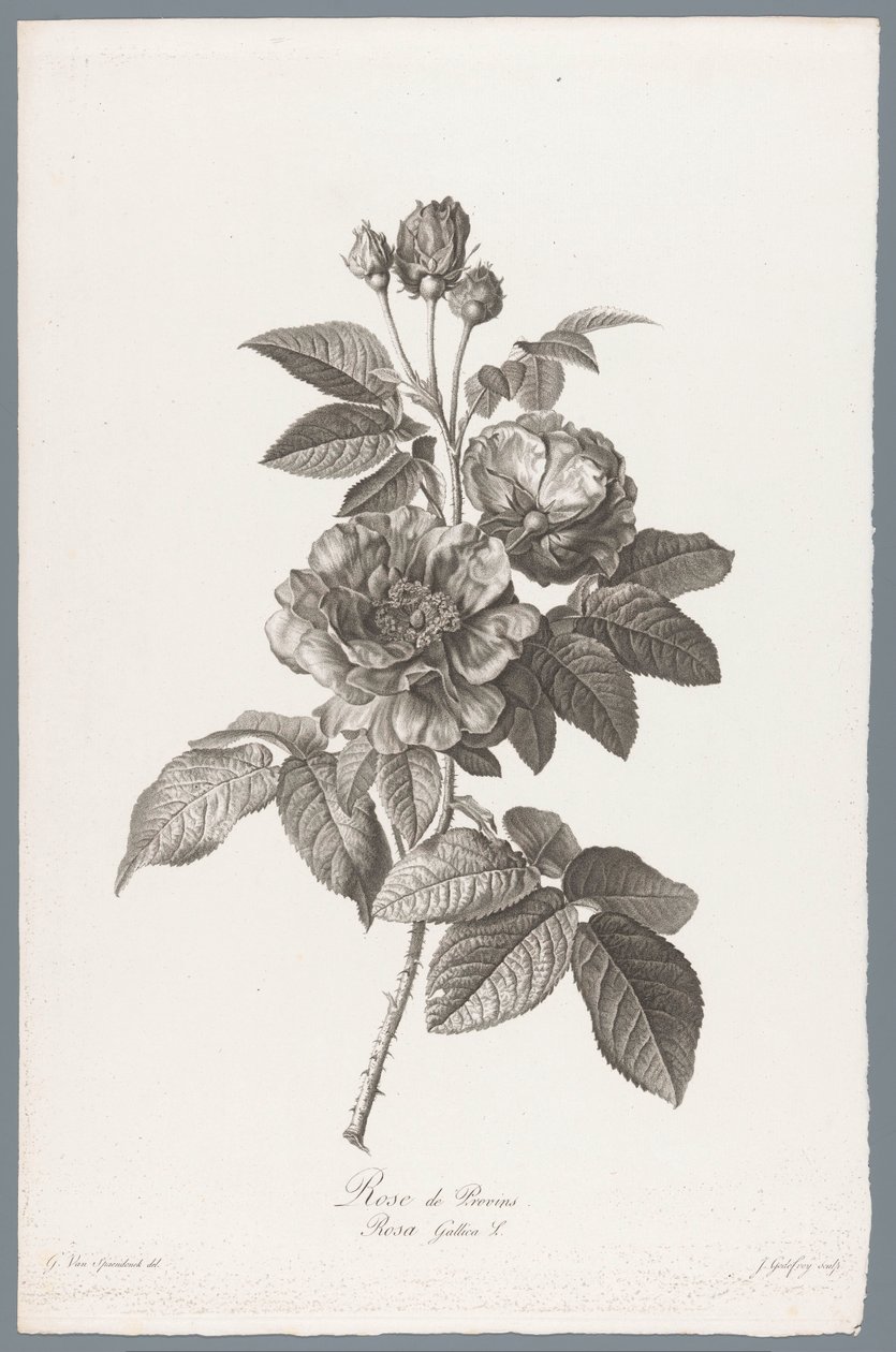 franske roos Rose de Provins / Rosa Gallica L. (titel på objekt) Blomster hentet fra naturen (...) (serietitel) af Jean Godefroy