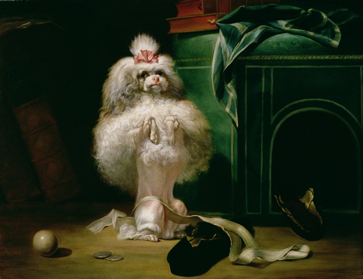 En hund af Havannah-racen, 1768 af Jean Jacques Bachelier