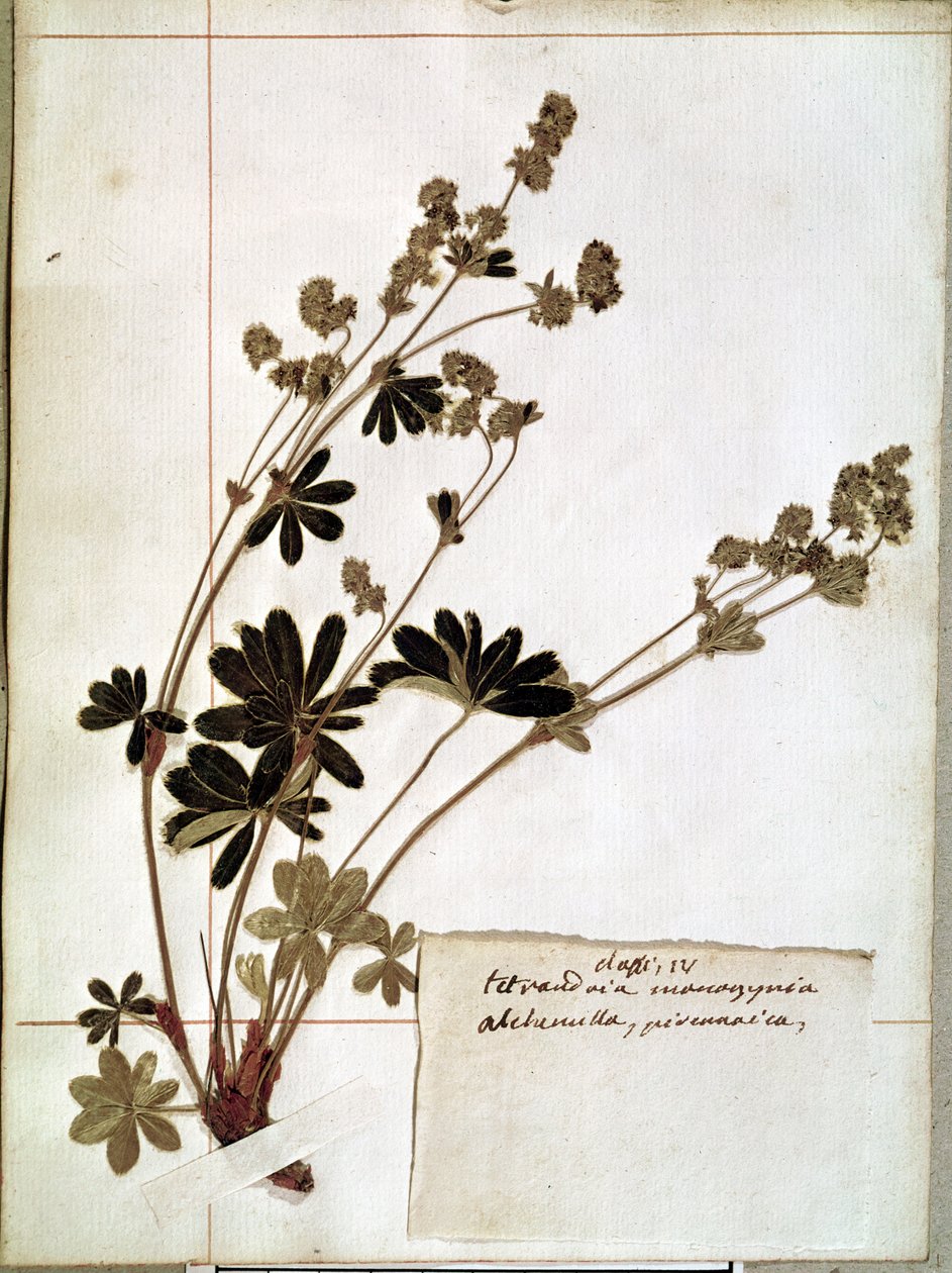 Alchemilla, fra et herbarium (pressede blomster) af Jean Jacques Rousseau
