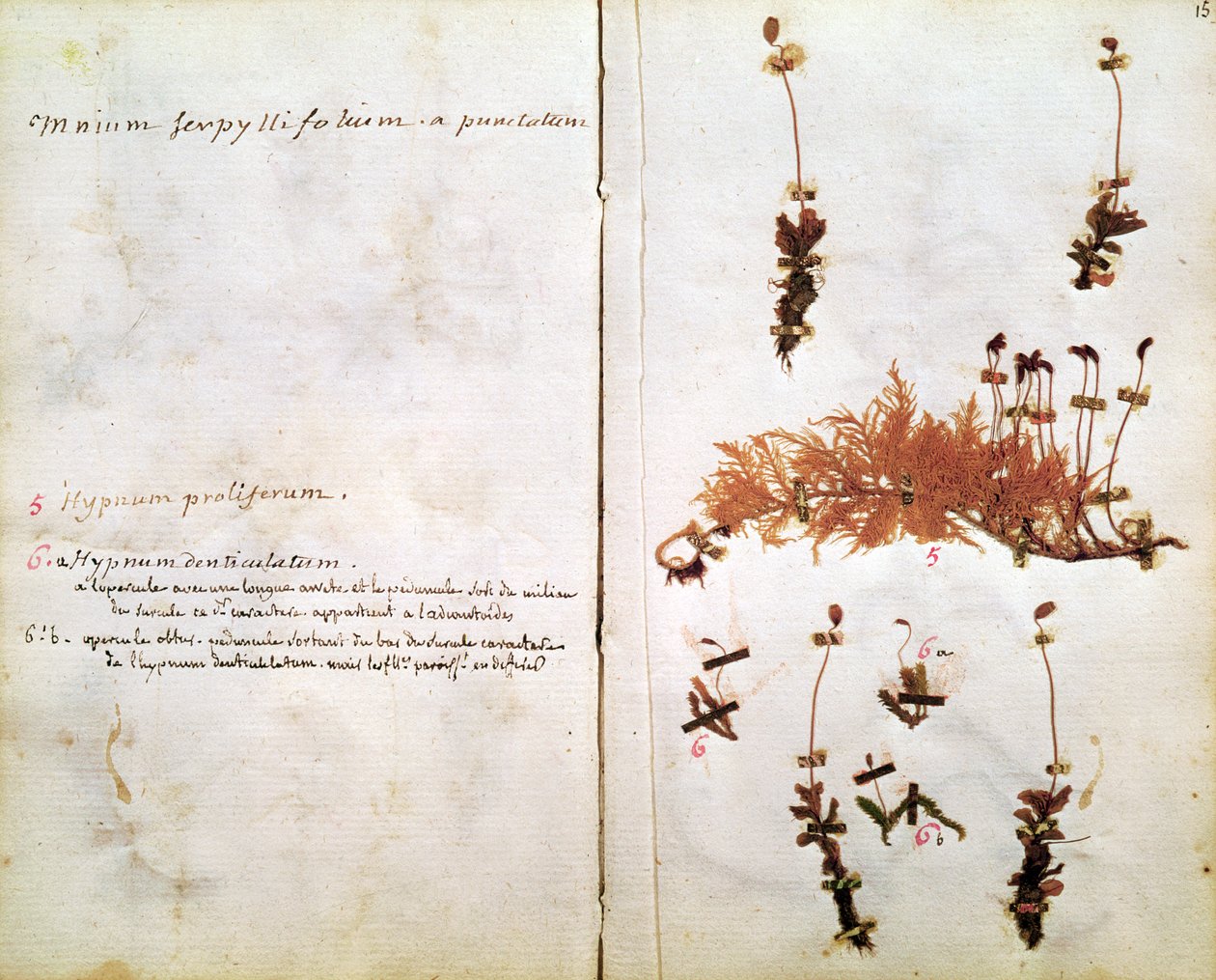 Side 15 fra et herbarium af Jean Jacques Rousseau