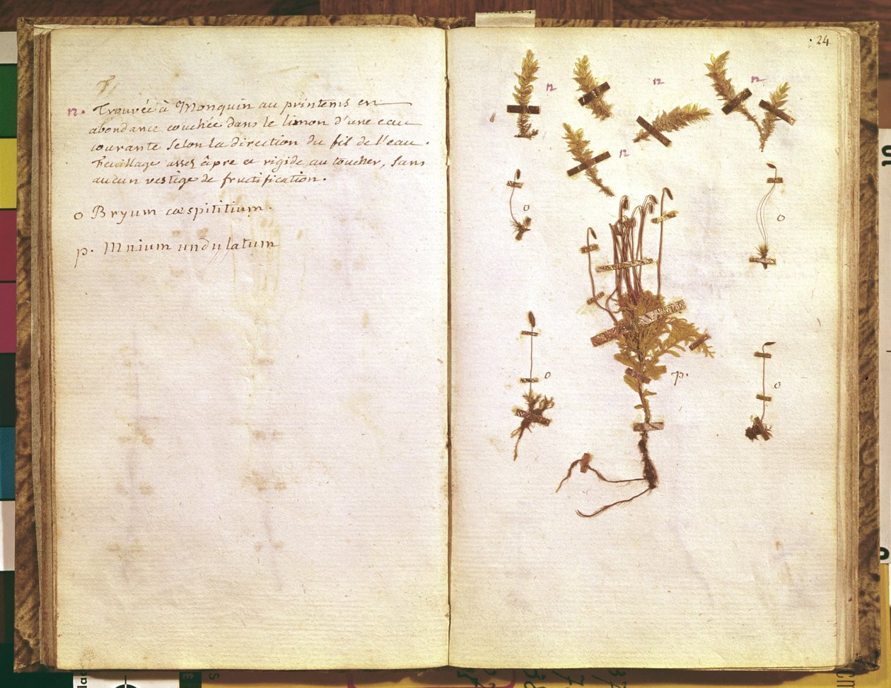 Side 24 fra et herbarium af Jean Jacques Rousseau