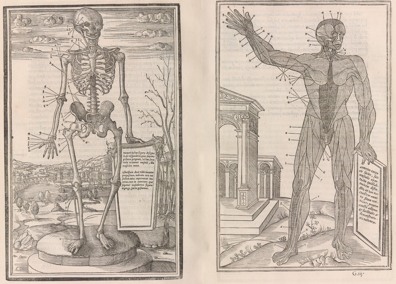 Om dissektion af dele af den menneskelige krop, bog tre, 1545 af Jean Jollat