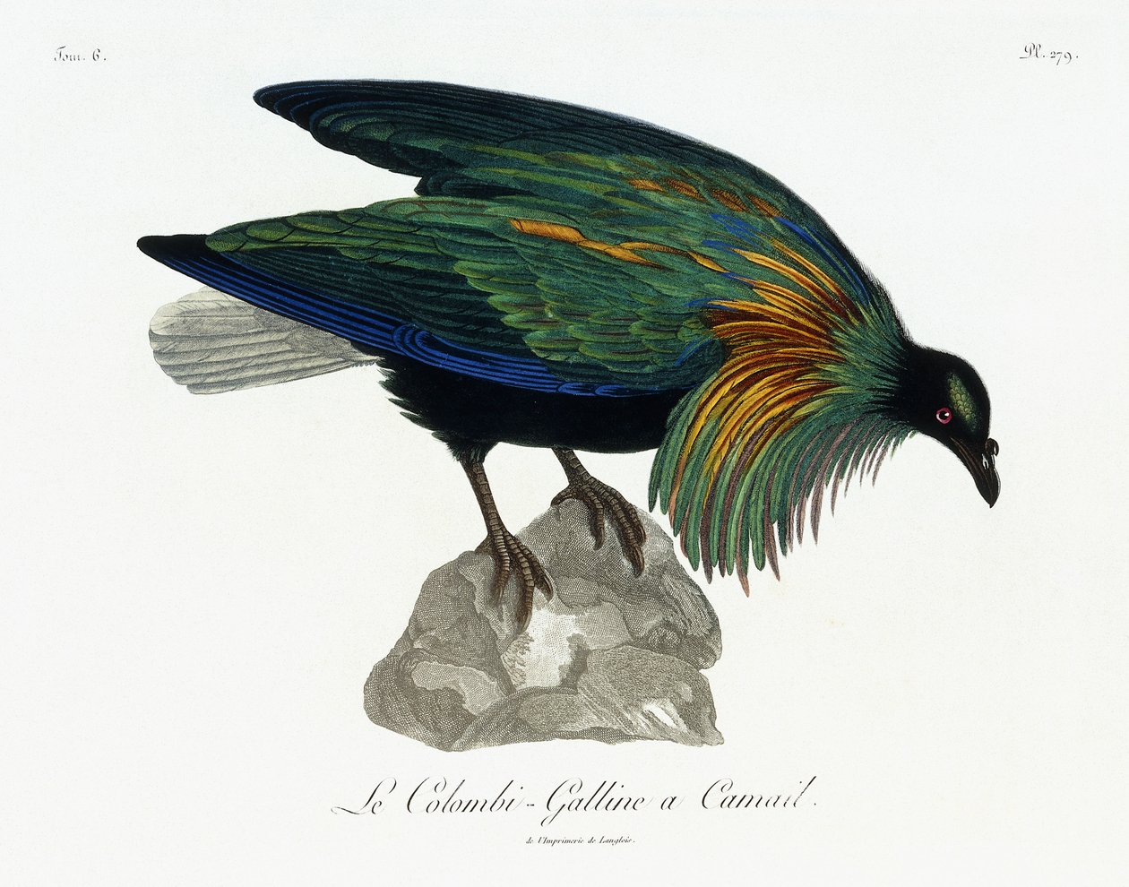 Nicobar Pigeon, 1799-1808 af Jean Lebrecht Reinold