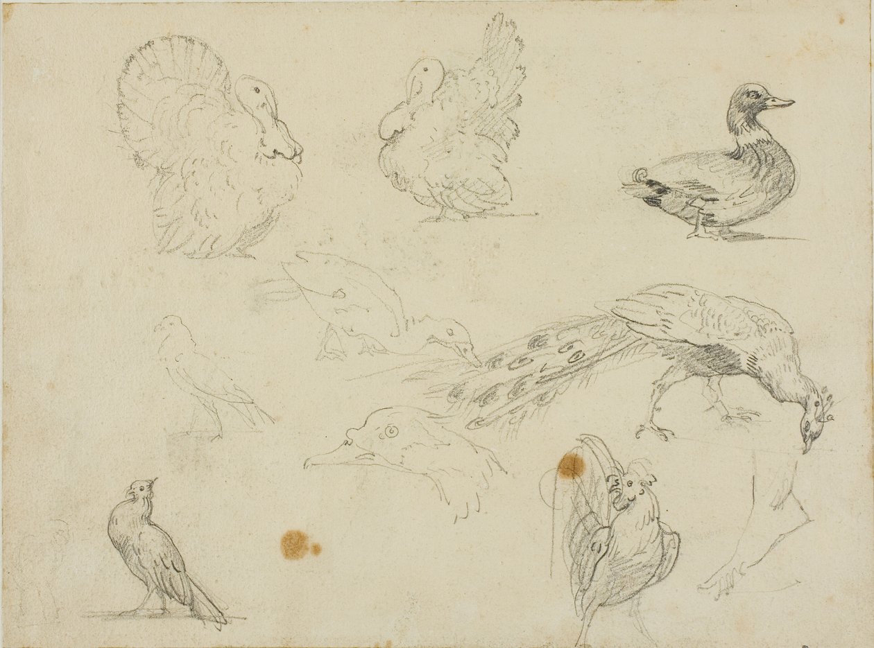 Skitser af fugle af Jean Louis André Théodore Géricault