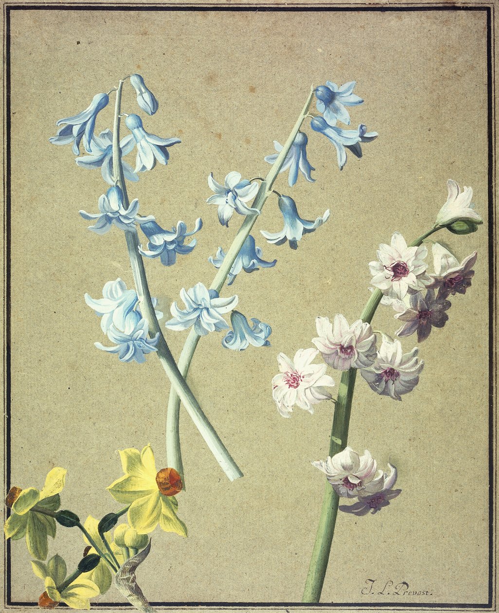 En blå og en lavendelhyacint og en gul narcis, ca. 1805 af Jean Louis Prevost