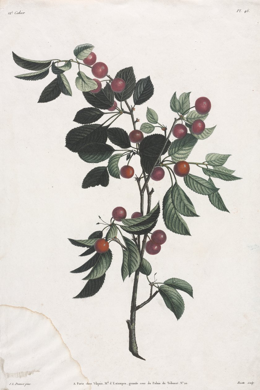 Blomster- og frugtsamling: Tidlige kirsebærgrene af Jean Louis Prevost
