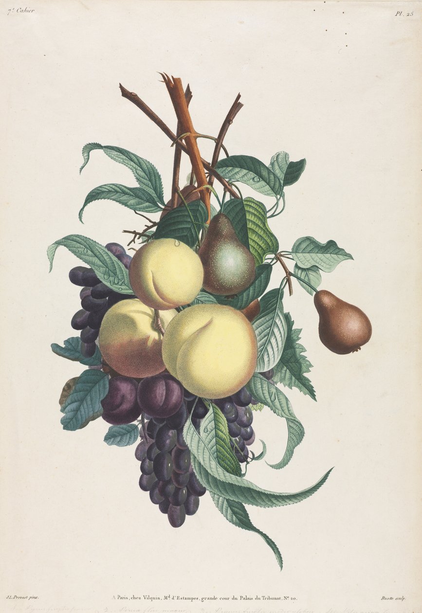Indsamling af blomster og frugter: Grene af rousselet, fersken, blomme og drue af Jean Louis Prevost