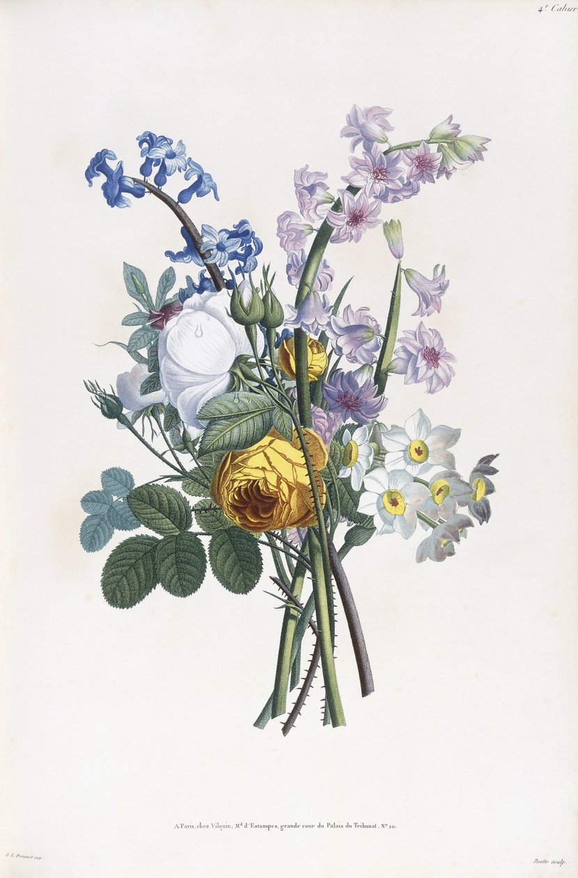 Norcissi, Rosa, Hasainth, ೧೮೦೫ af Jean Louis Prevost