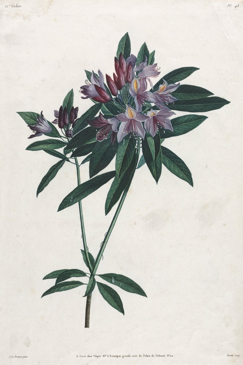 Pontic Rhododendron, 1805. af Jean Louis Prévost.