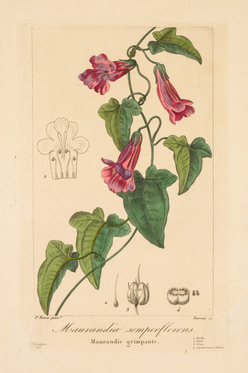 Flora for gartnere, hobbyister og producenter: Maurandia semperflorens af Jean Pierre Frederic Barrois