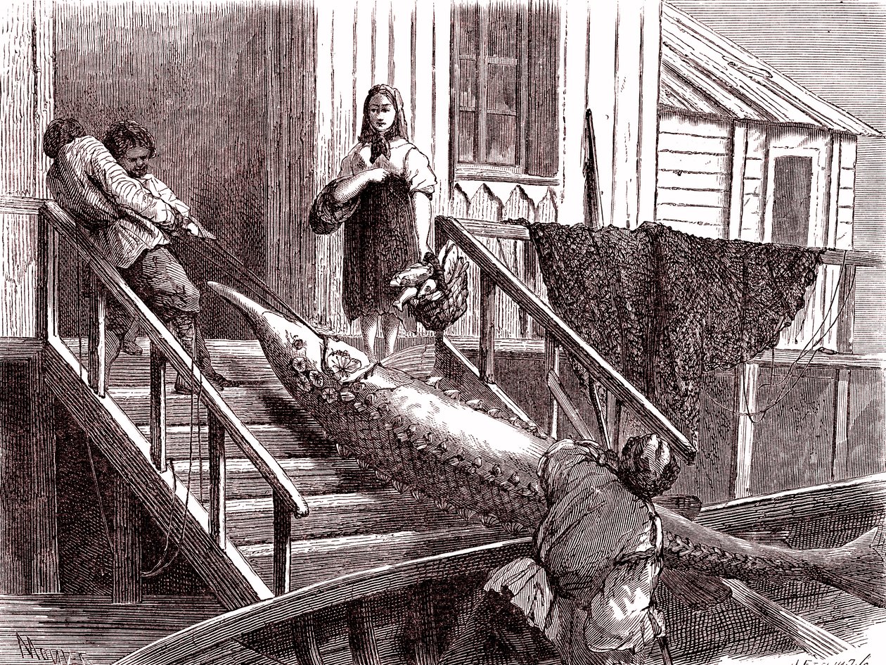 Fiskeri efter støren ved Volga-floden, Rusland. 1867 (gravering) af Jean Pierre Moynet