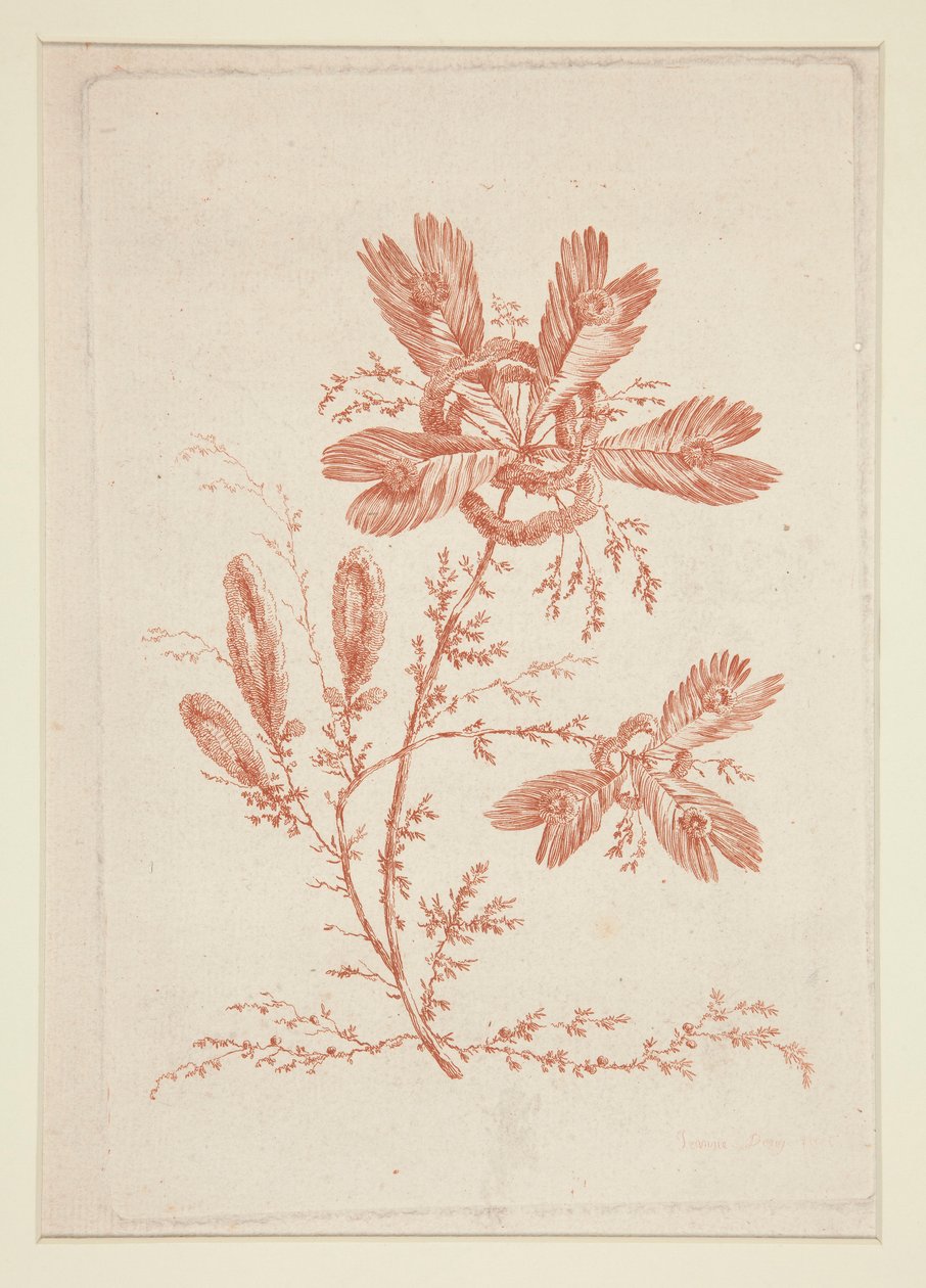 Uden titel (Ideelle blomster), fra et sæt på seks af Jeanne Deny