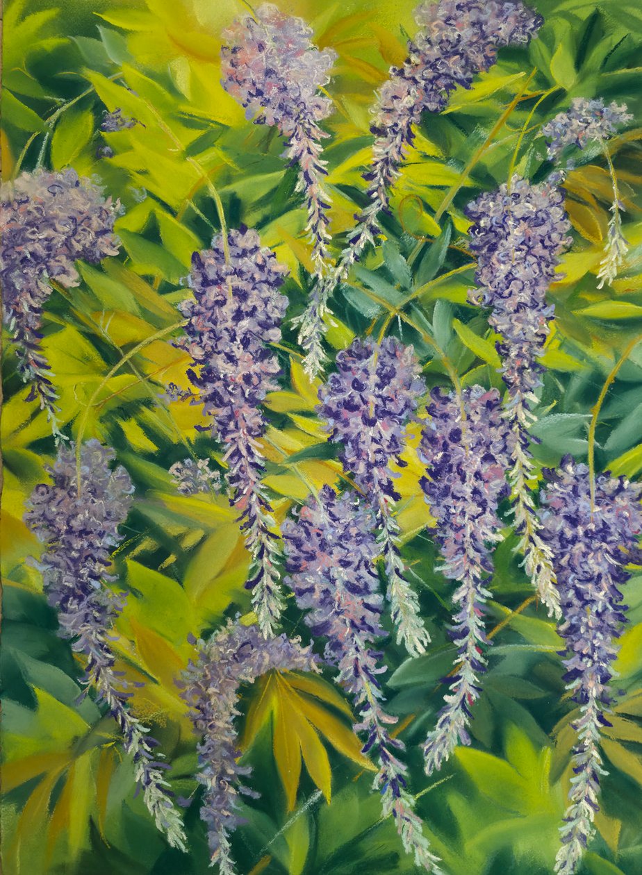 Blåregnens blomster og blade 1, 2023 (pastel på papir) af Jeanne Maze