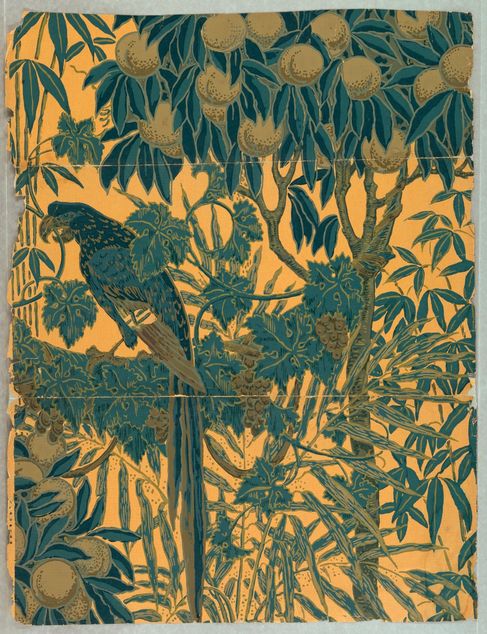 Sidevæg, Macaw, 1908 af Jeffrey