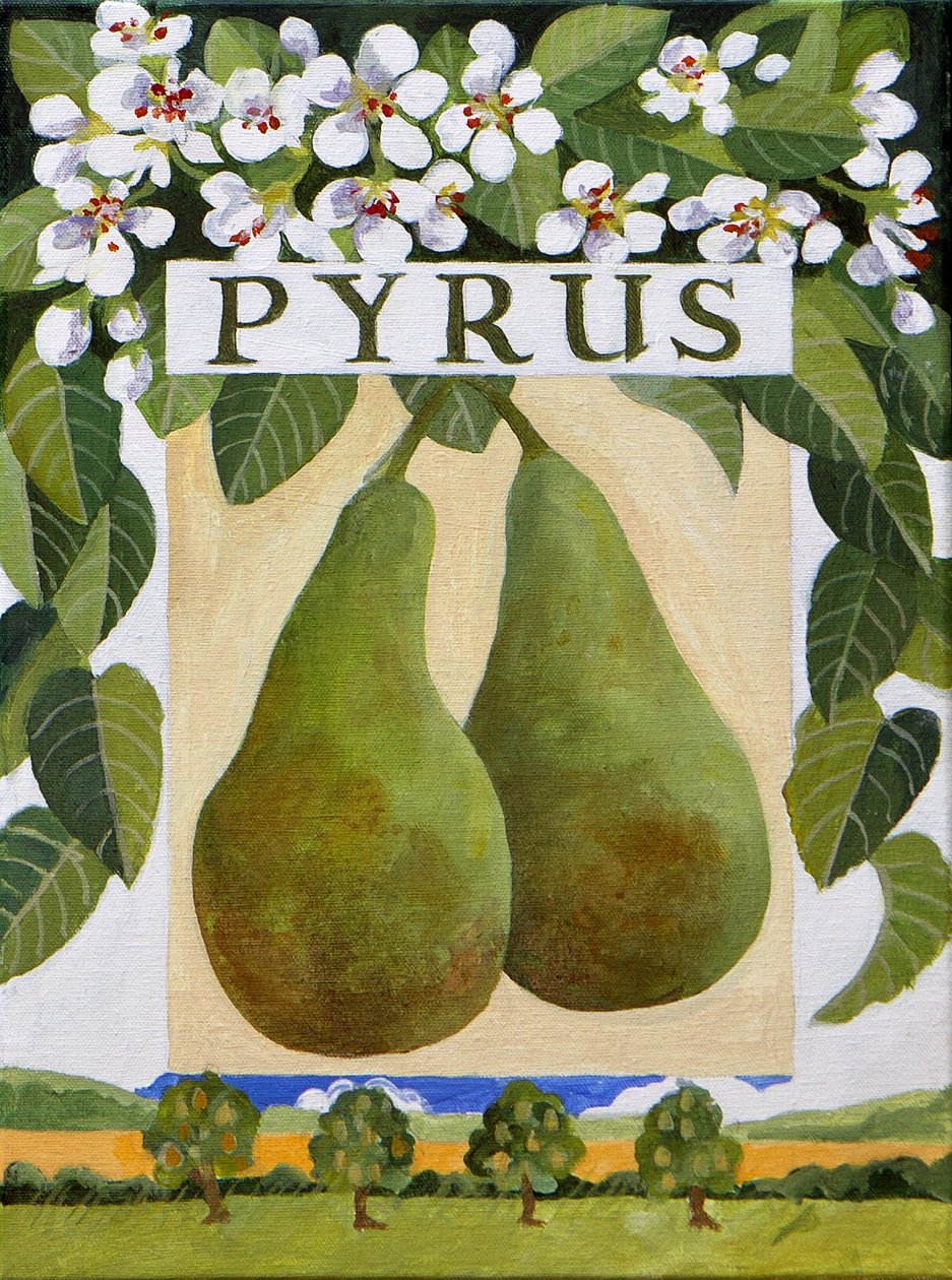 Pyrus (pære), 2014 (akryl på lærred) af Jennifer Abbott