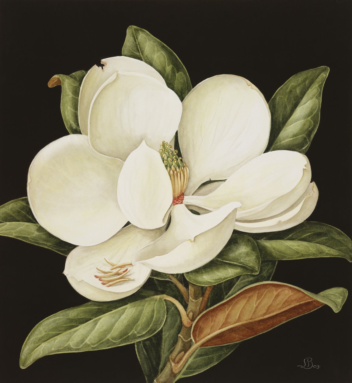 Magnolia Grandiflora, 2003 (wc på papir) af Jenny Barron