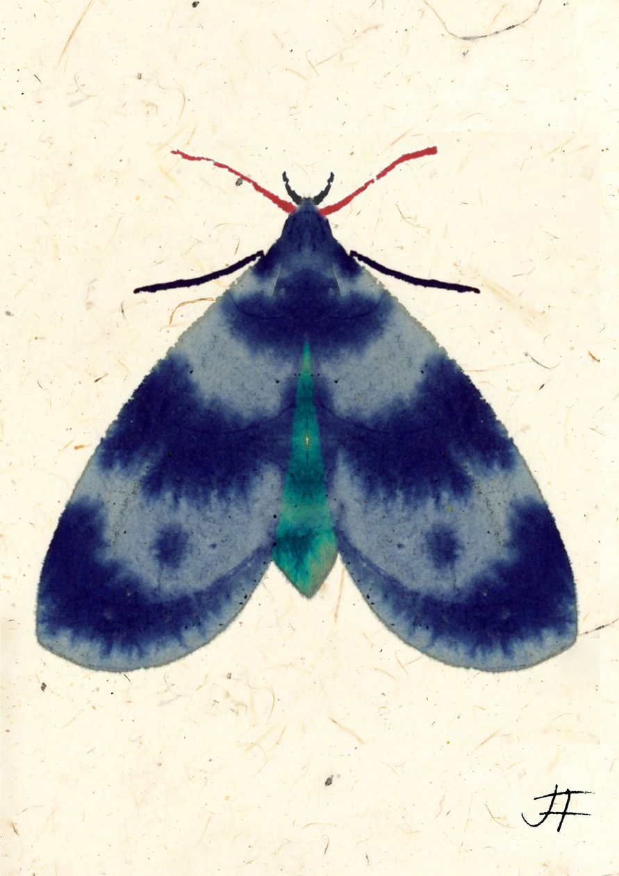Indigo Moth, 2024 (akvarel på papir) af Jenny Frean