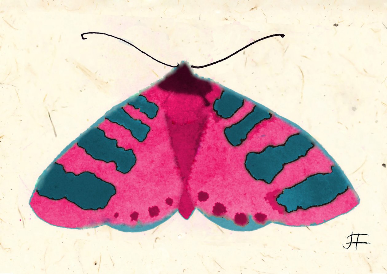 Pink Moth, 2024 (akvarel på papir) af Jenny Frean