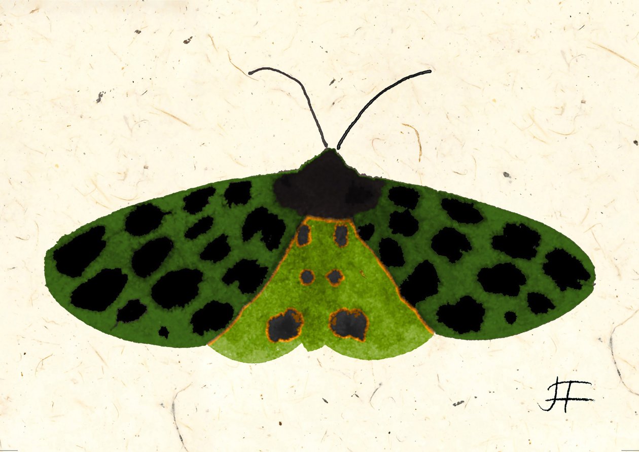 Tiger Moth, 2024 (akvarel på papir) af Jenny Frean