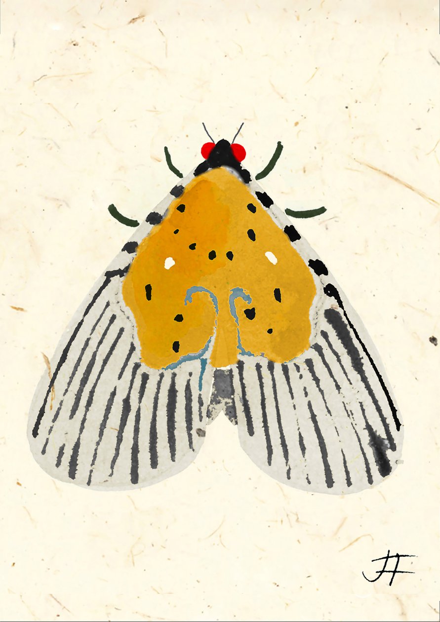 Yellow Moth, 2024 (akvarel på papir) af Jenny Frean