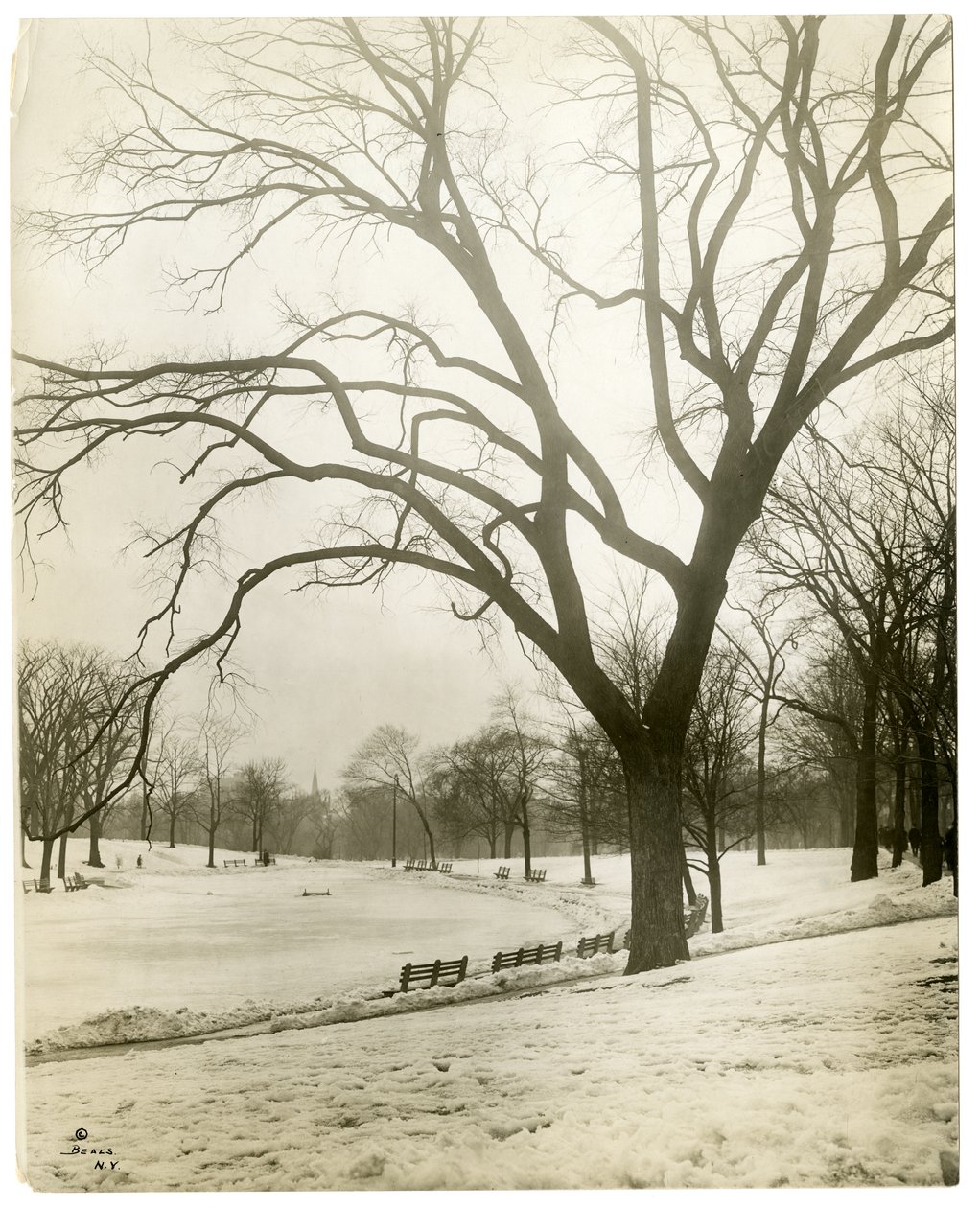 Boston Common & frødam, ved træ, Boston, USA, ca. 1902-10 (foto af gelatinesølv) af Jessie Tarbox Beals