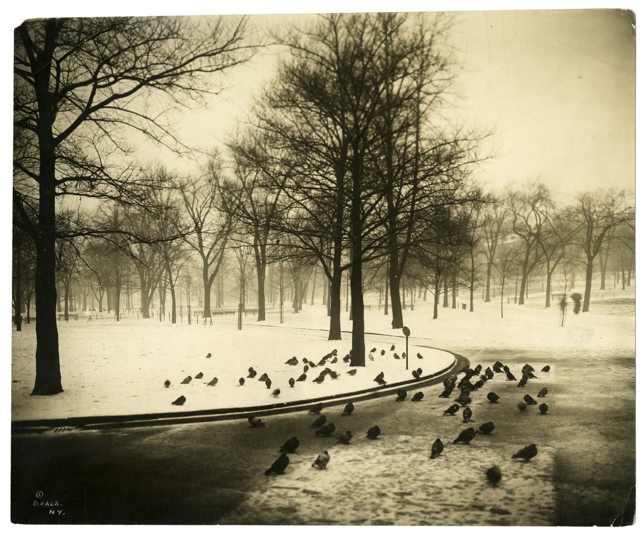 Fælles med duer, Boston, USA, ca. 1902-10 (foto af gelatinesølv) af Jessie Tarbox Beals