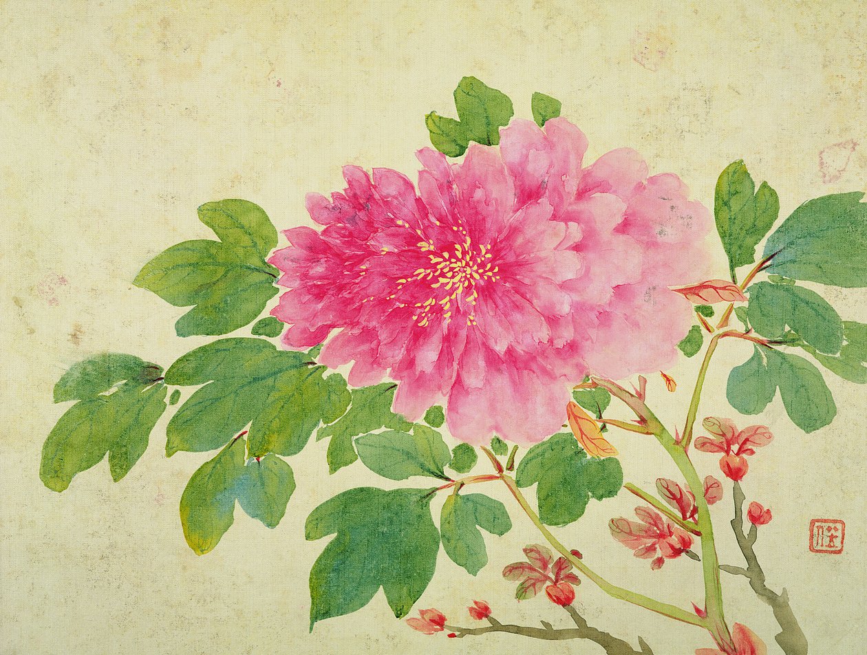 Maleri af pæoner, fra albummet med malerier af blomster, frugter, fugle og dyr, ca. 1774 (wc på papir) af Jiang Yu