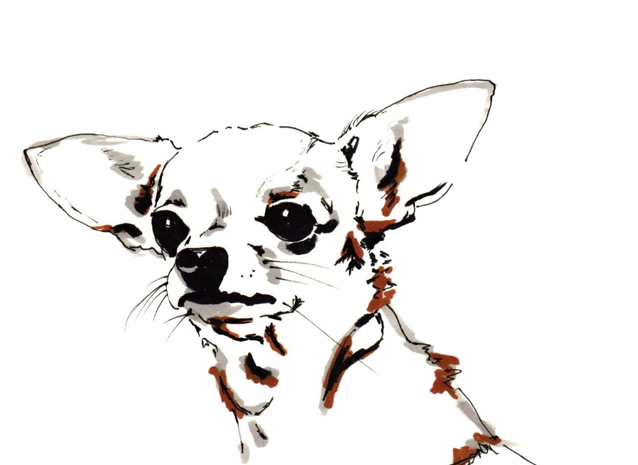 Big Ears the Chihuahua, 2012 (pen, blæk på papir) af Jo Chambers