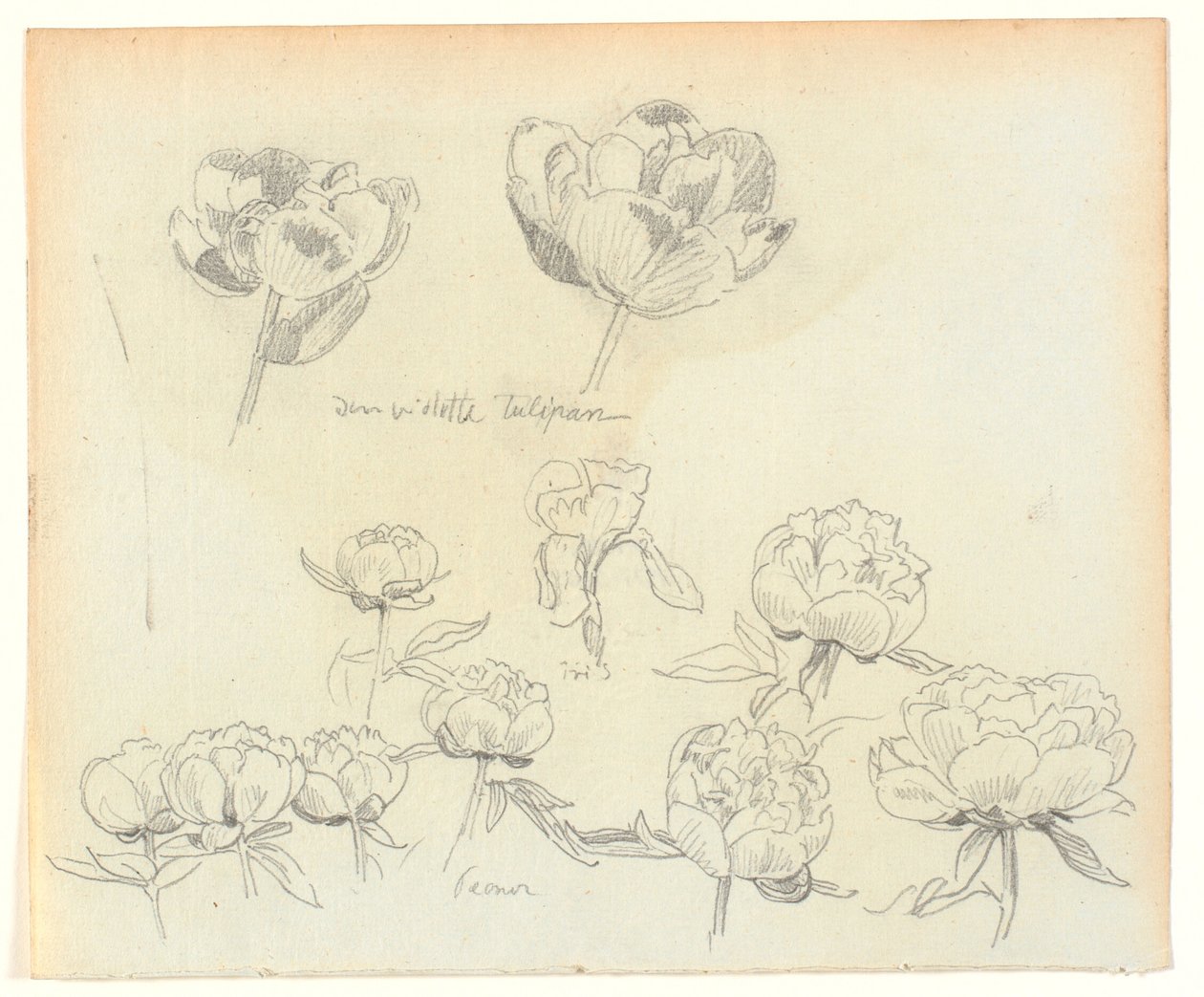 Blomsterstudier af Joakim Frederik Skovgaard