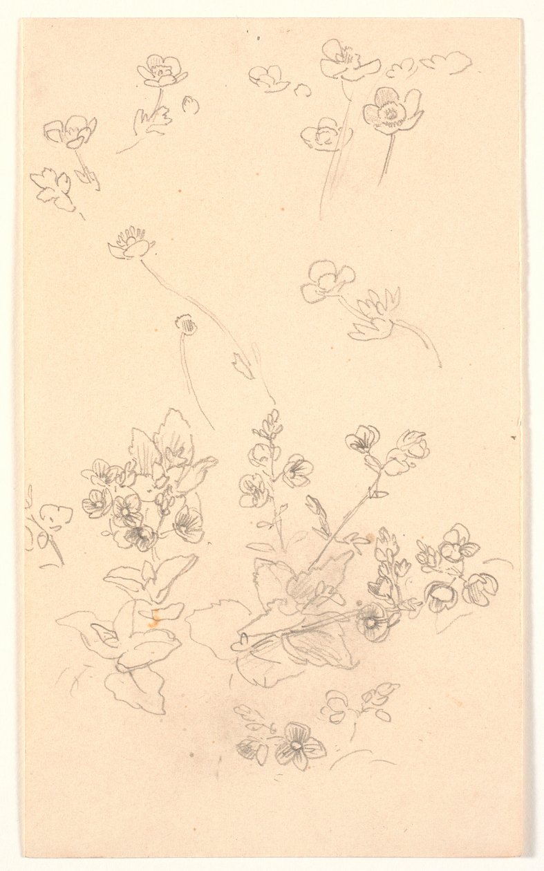 Blomsterstudier af Joakim Frederik Skovgaard