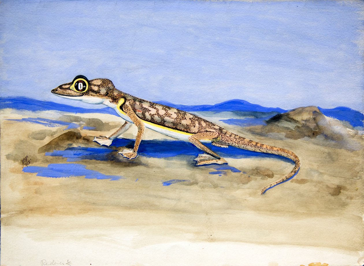 Palmatogecko rangei Anderson, 1928 (wc på papir) af Joan Procter