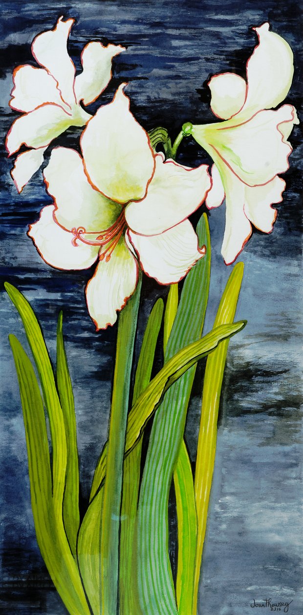 Amaryllis mod en nattehimmel af Joan Thewsey