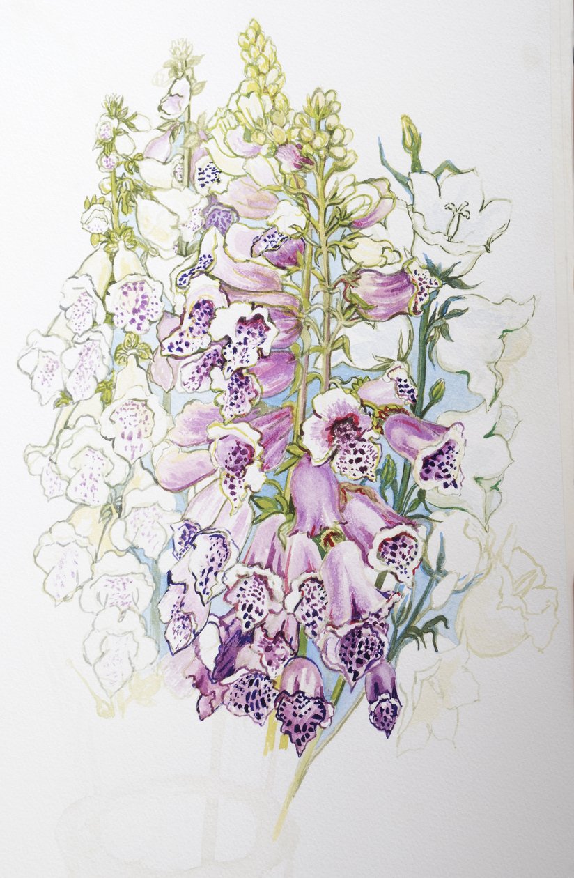 Foxgloves and White Campanulas,2012,(wc på håndlavet papir) af Joan Thewsey