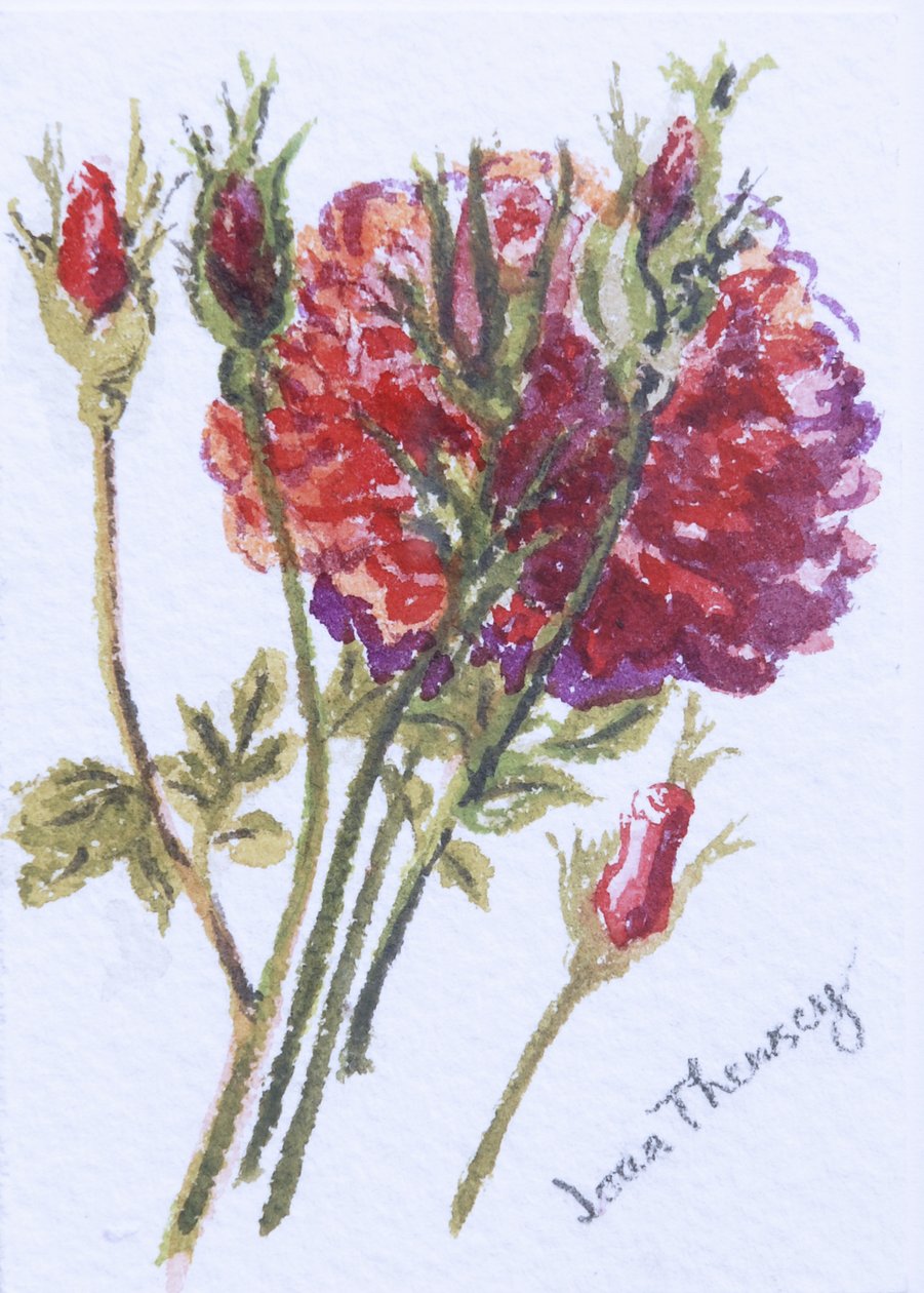 Little Red Roses, 2005, (wc på håndlavet vandfarveplade) af Joan Thewsey