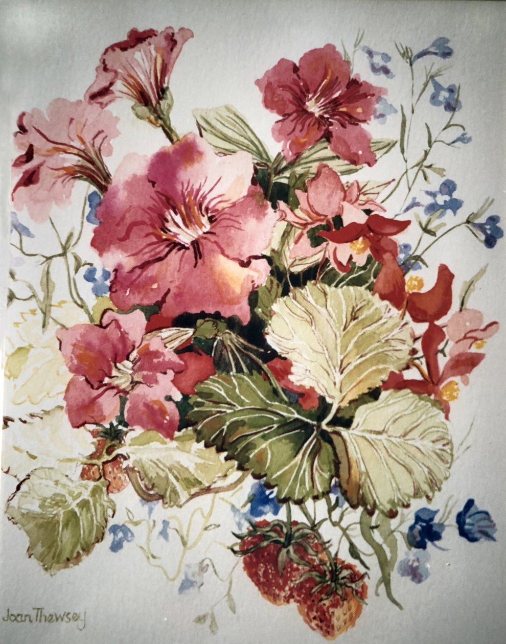 Petunia, Lobelia, Begonia og Jordbær i en terrassegryde, af Joan Thewsey