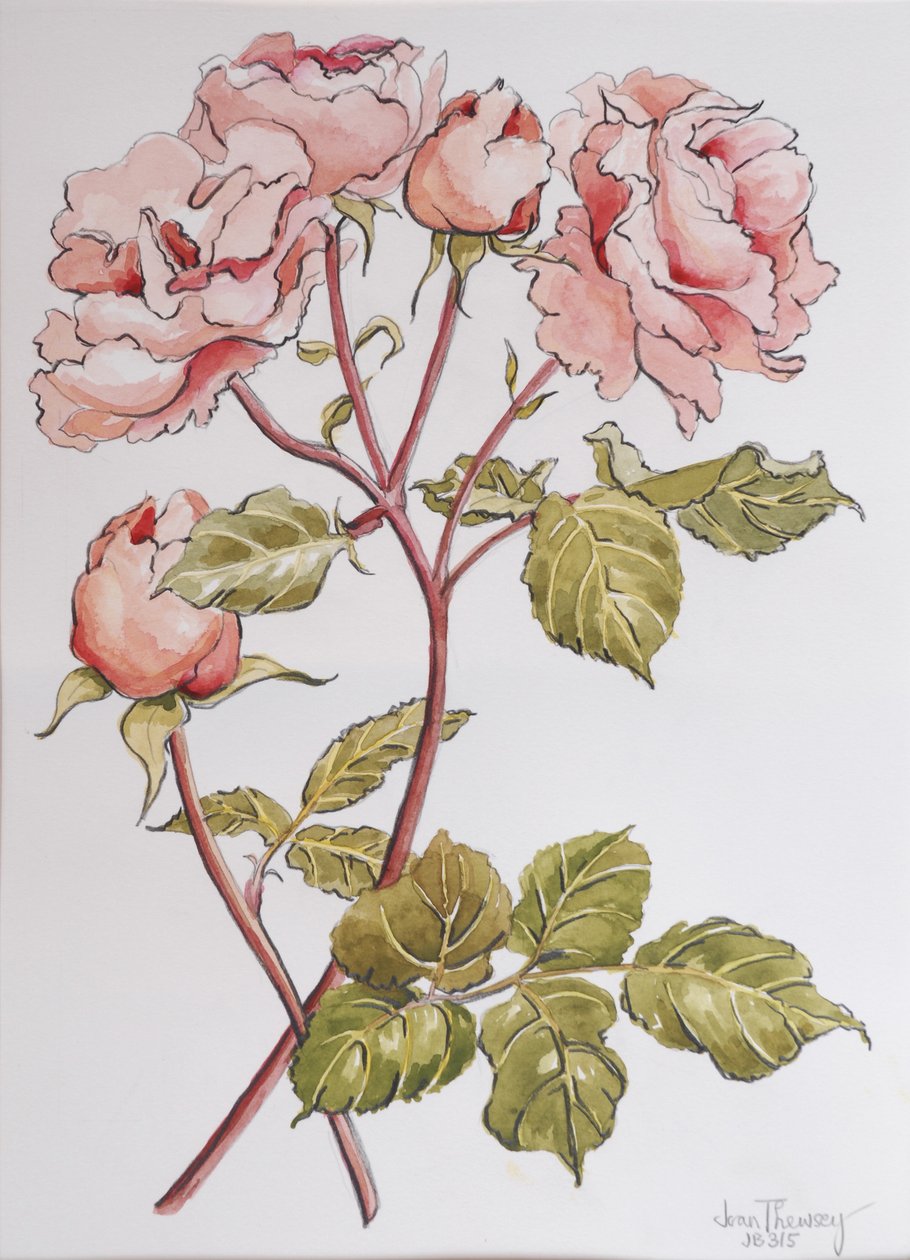 Roses,Abraham Derby, 2012,(blyant og akvarel på håndlavet papir) af Joan Thewsey