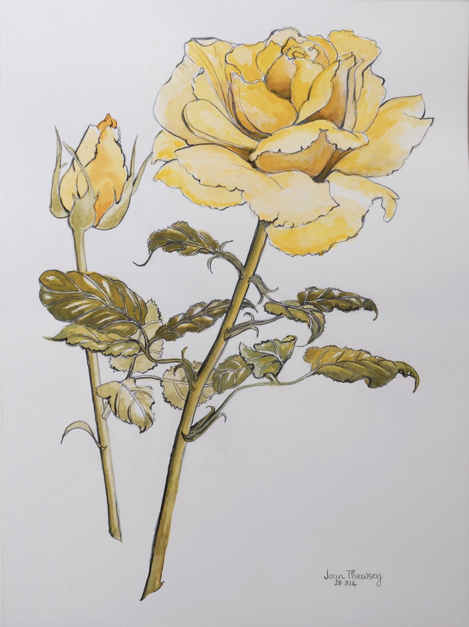Gul rose med blade med knop, 2012, blyant og (wc på håndlavet papir) r af Joan Thewsey