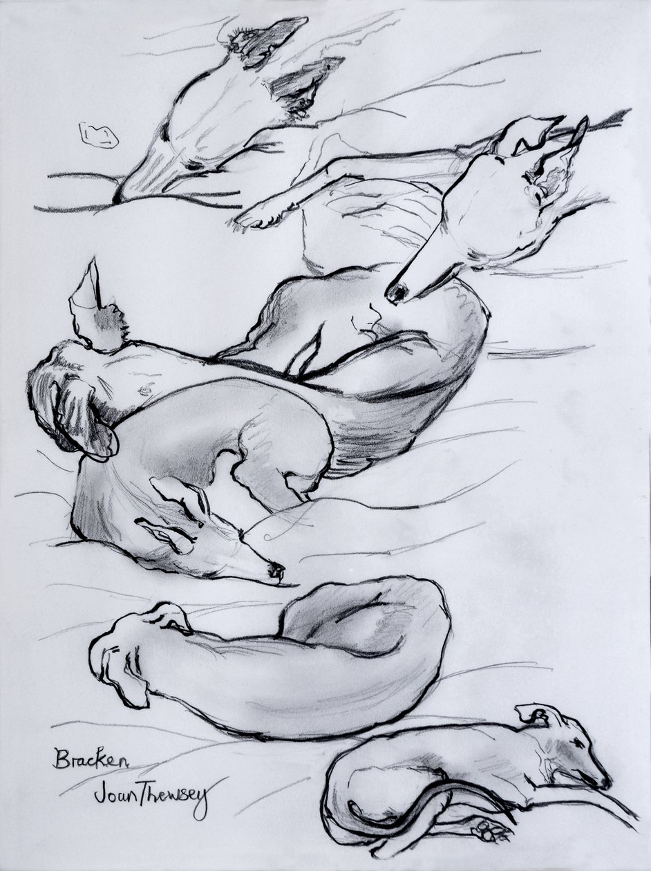 Bracken, the whippet, 2000, (blyant) af Joan Thewsey
