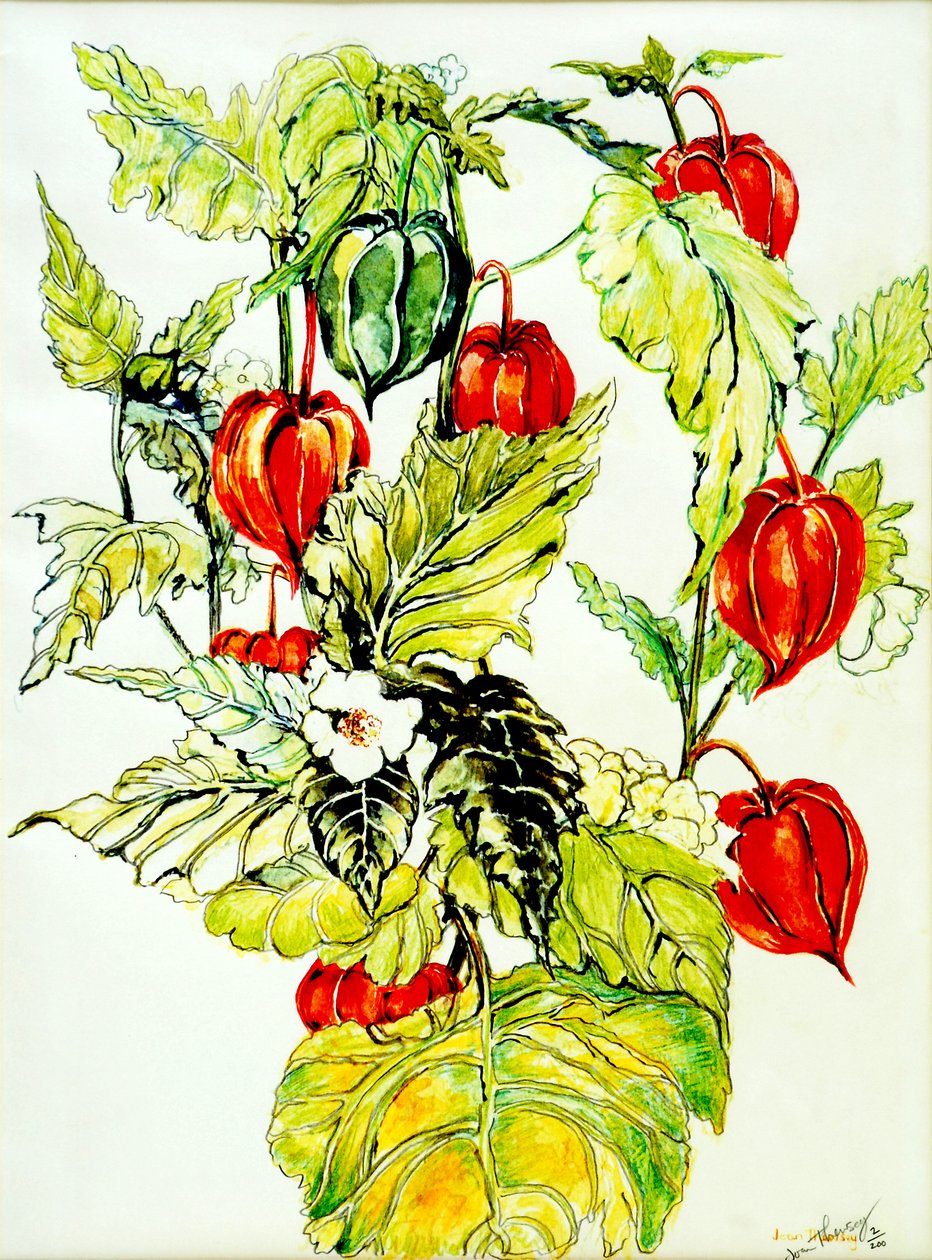 Chinese Lantern Spray, 2005, (vandfarve) af Joan Thewsey